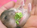 Baby Hamster Eating Broccoli