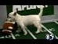 Pre-Game Show Features Playful Pups