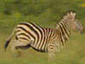 Zebra Race