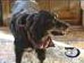 Dog survives week lost in bitter cold