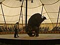 Water for Elephants,  animal abuse claims