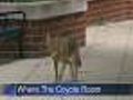 Coyote Spotted In River North