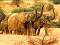 Nomadic Elephants
