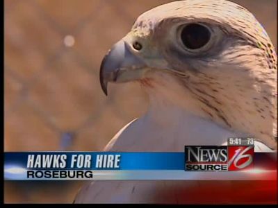 Hawks for hire!