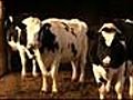 Swan Brothers Dairy Farm and Factory