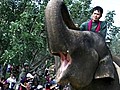 Elephant Tug-Of-War