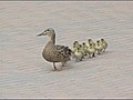 Ducks vs Strong Winds