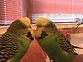 talking parakeet