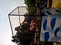David Conrad from the Ghost Whisperer in the dunk tank at Canal Days