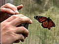 Butterflies bring film crew to Lawrence