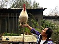 Xu Guoxing and His Performing Rooster