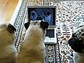 Pugs Watching Themselves on YouTube !