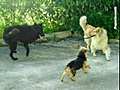 Le Chien et la Famille -dressage d’animaux Baugé 49150 Maine-et-Loire
