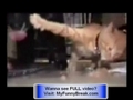 VERY FUNNY - Some Stupid Cat Videos - Cat Climbing Trees