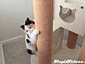 Hyper Kitty Loves To Climb