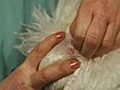 How to Trim Nails and Ears - Bichon Frisé