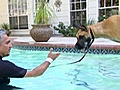 Dog Whisperer - Great Dane Takes The Plunge