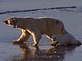 &#039;Ice Skating&#039; Polar Bears