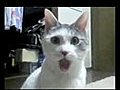 The OMG Cat