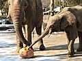 巨大カボチャで元気になるゾウ　広島の動物公園