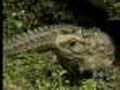 Formerly Hostile Reptile Fathers Babies At Age 111