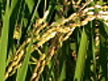 HD: Close-up of ripe rice at sunset (video)