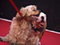 Bow vow: Check out the grand dog wedding in Delhi