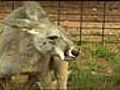Little River Zoo