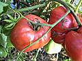 Grow a Tomato Plant