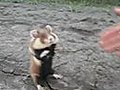 Evil Hamster Attack