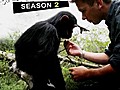 Escape to Chimp Eden: Season 2: 