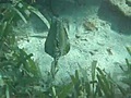 chasing a trunk fish