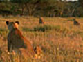 Lion Mouths to Feed