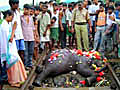 Elephant deaths: Blame game on,  Railways defensive