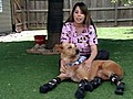 &#039;Bionic&#039; Dog Gets a New Set of Paws