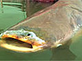 Mekong Giant Catfish