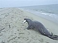 Seal Steals Fish