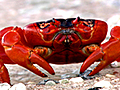 Red Crab Marathon