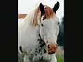 Diaporama slide show du Paint horse cheval majestueux.