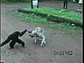 Monkey Vs Dog