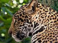 Animals of Elephant Odyssey: Jaguar