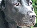 Porsche: Hero Dog