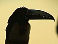 Wildlife from the Canopy Tower,  Panama