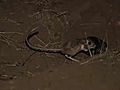 Kangaroo Rats Released