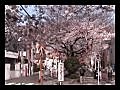 吞川櫻花祭、等々力渓谷公園、六本木ヒルズ