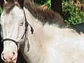 Royalty Free Stock Video HD Footage White Horse on a Ranch in Ft. Lauderdale,  Florida