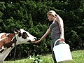 En Suisse,  les citadins stressés louent des vaches pour se relaxer