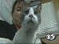 Cat Rescued From California Wildfire