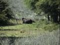 de Bufalos en La Pampa