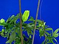 Time-lapse Of Growing Passiflora Tendrils 6 Against Blue Background Stock Footage